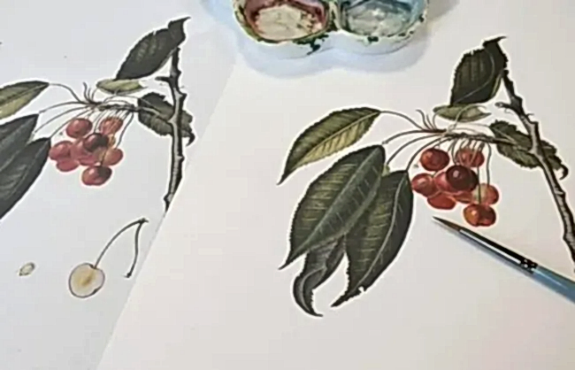 Bilimsel Bitki Çizimi